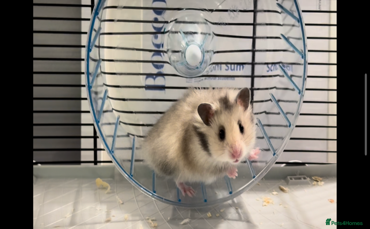 Hamster rodents - Advert 5