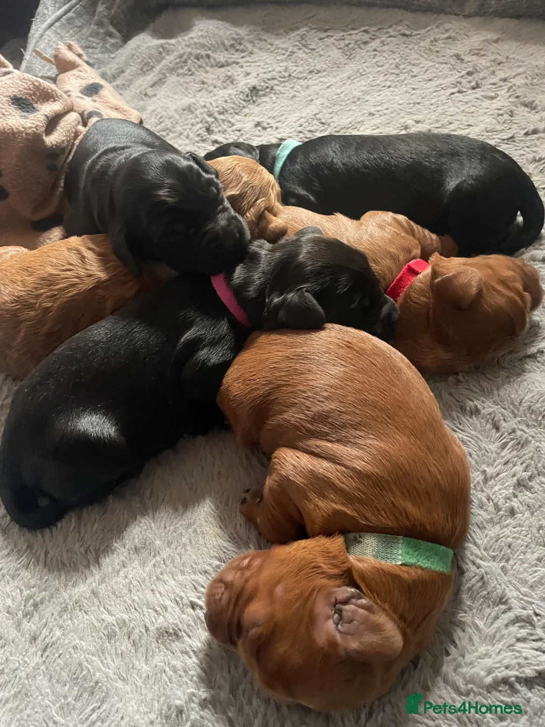 Mixed Breed dogs for sale: Beautiful cockapoo litter  - Advert 2
