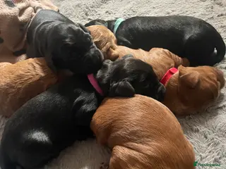 Mixed Breed dogs Beautiful cockapoo litter - Advert 5