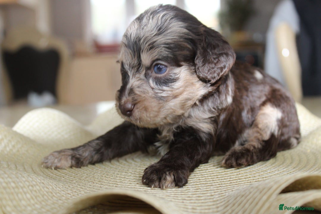 Cavapoo dogs for sale: Iconic cavapoo litter health tested parentage  - Advert 4