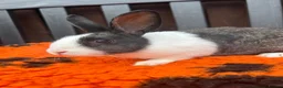 Dutch rabbits for sale: Beautiful Baby Female Dutch Rabbit 10 Weeks Old - Advert 3