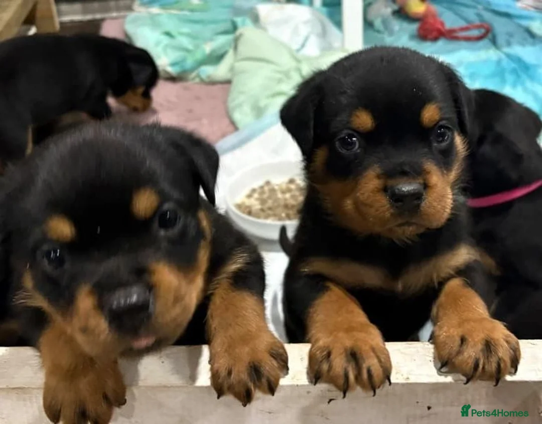 Rottweiler dogs for sale:  # Beautiful Puppies – Boys & Girls Available 🐾 in Leeds - Advert 2