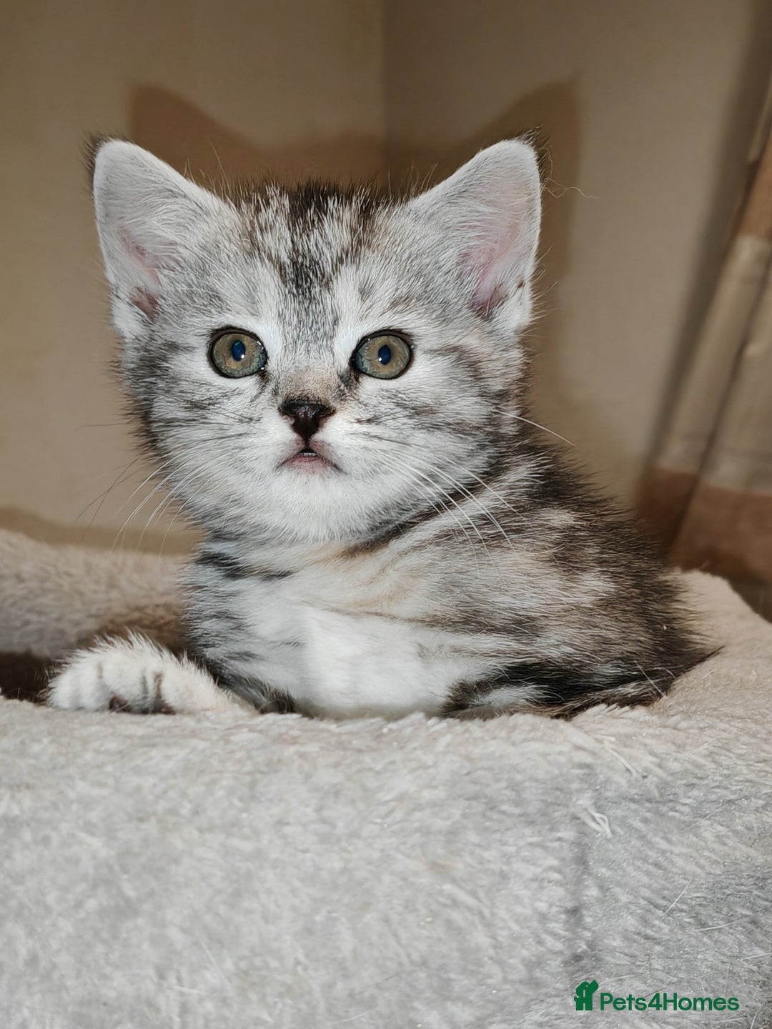 Mixed Breed cats for sale: British Shorthair Mix kittens - Ready Now - Advert 5