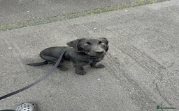 Labrador Retriever dogs for sale: black Labrador retriever  - Advert 1