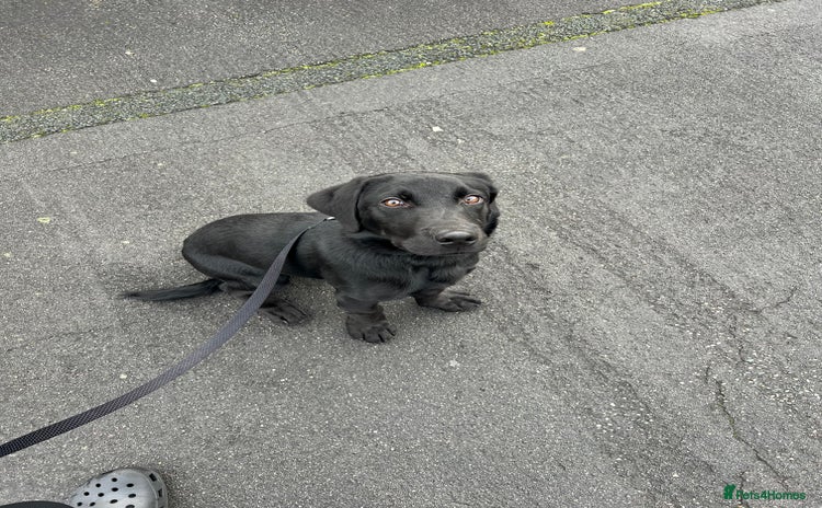 Labrador Retriever dogs black Labrador retriever  - Advert 1