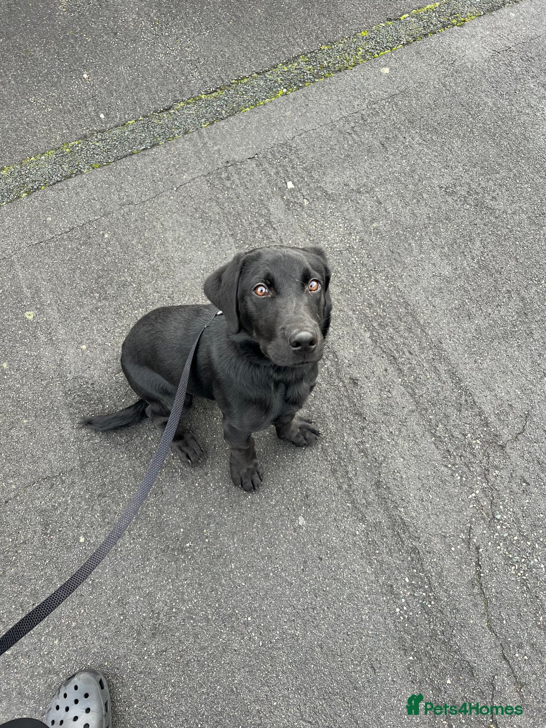 Labrador Retriever dogs for sale: black Labrador retriever  - Advert 1