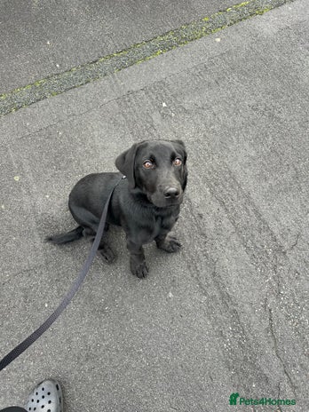 Labrador Retriever dogs black Labrador retriever - Advert 1