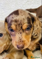 Miniature Dachshund dogs - Advert 12
