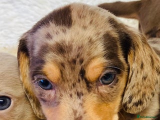 Miniature Dachshund dogs - Advert 15