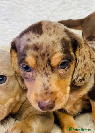 Miniature Dachshund dogs - Advert 2