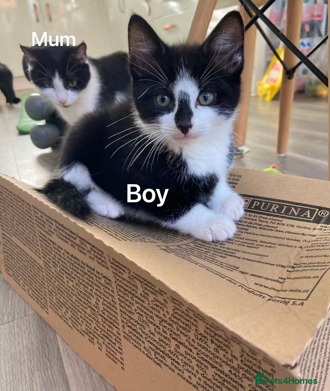 Mixed Breed cats for sale: Cute kittens and mom looking for a good home - Advert 1
