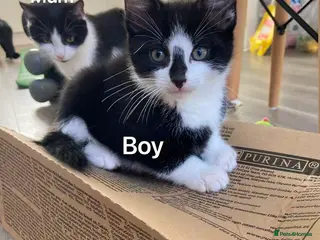 Mixed Breed cats Only 1 Girl left!! - Cute kittens and mom - Advert 18