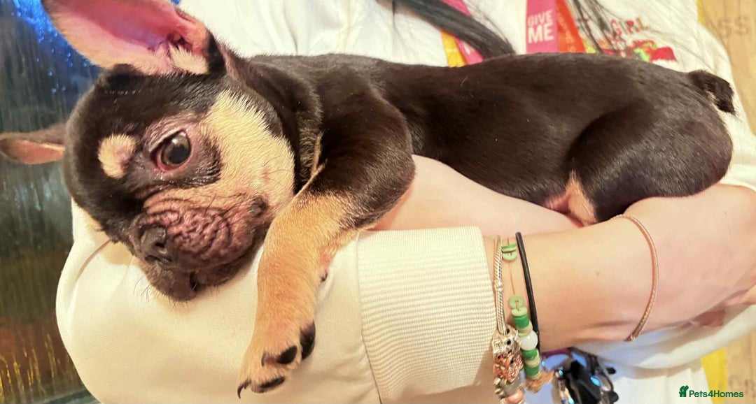 French Bulldog dogs for sale: Beautiful French bulldog puppies  - Advert 3