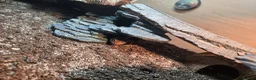 Leopard Gecko reptiles for sale: 2 albino leopard geckos and full enclosure  - Advert 3