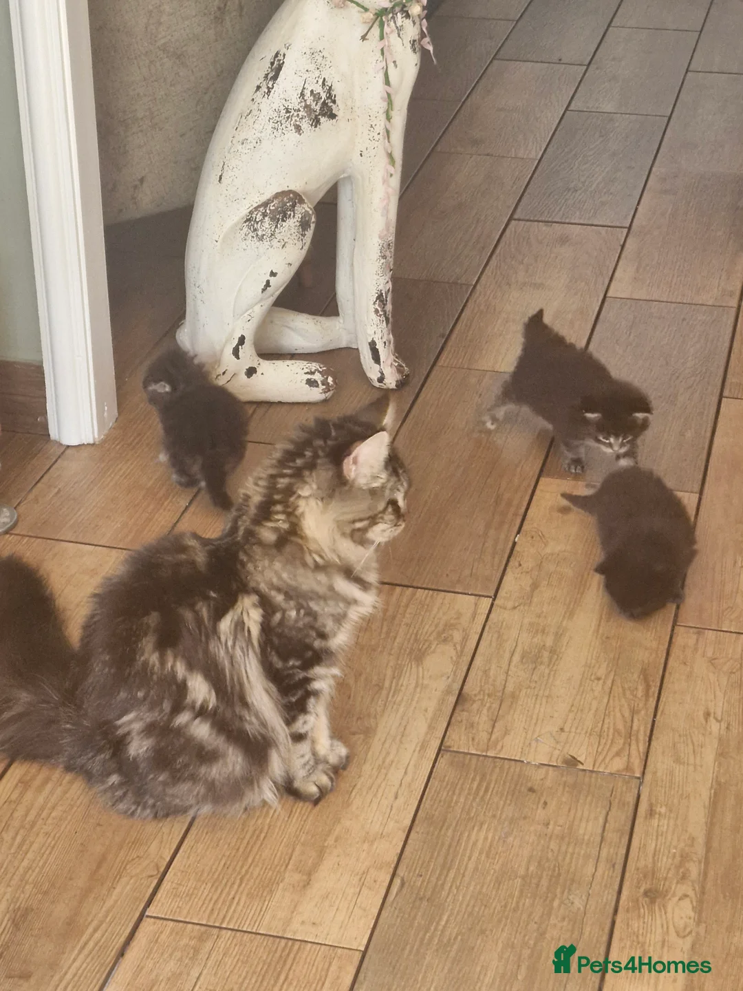 Maine Coon cats for sale: Beautiful litter of mainecoon kittens in Nuneaton - Advert 4