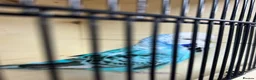 Budgerigars birds for sale: Female budgies  - Advert 11