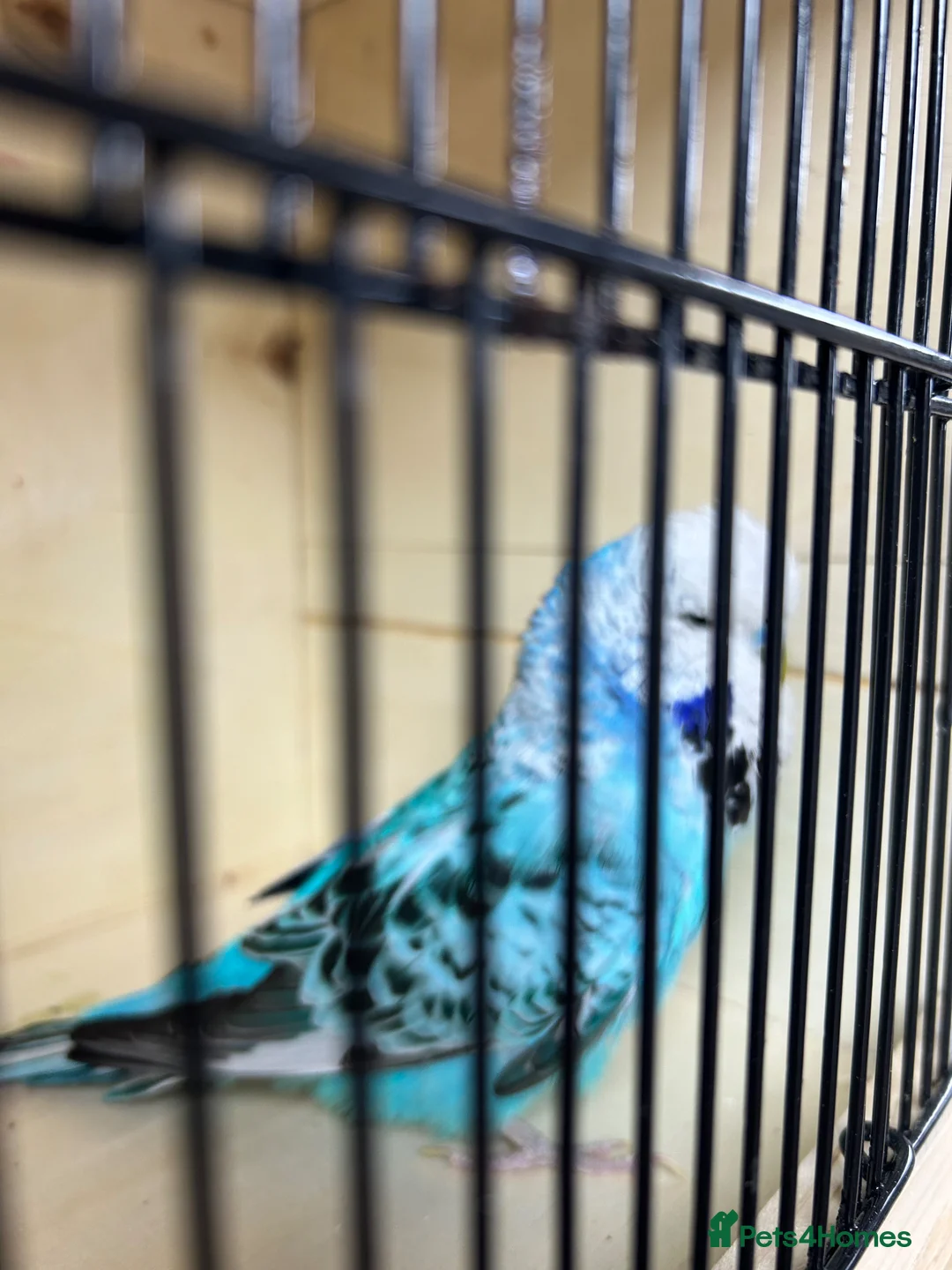 Budgerigars birds for sale: Female budgies  - Advert 11