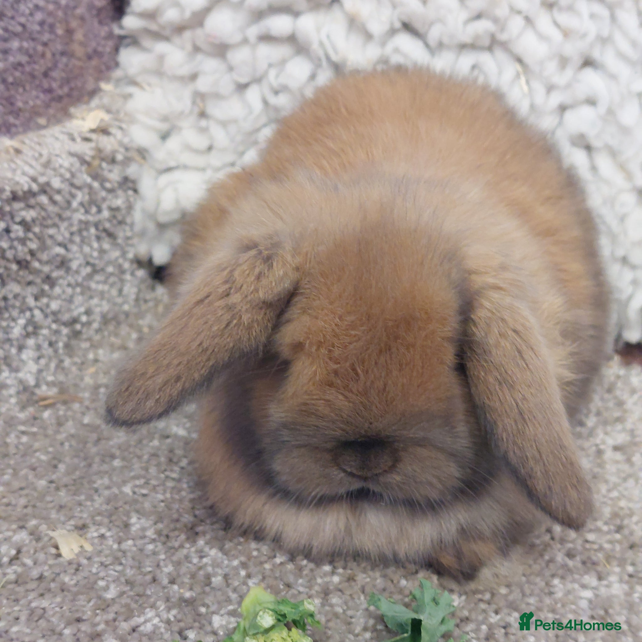 Mini Lop rabbits Beautifull minilop babys ready to reserve  - Advert 18