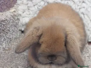 Mini Lop rabbits Beautifull minilop babys ready to reserve - Advert 18