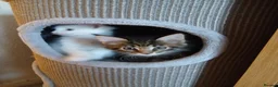 Maine Coon cats for sale: Maine Coon Kittens for Sale - Advert 6
