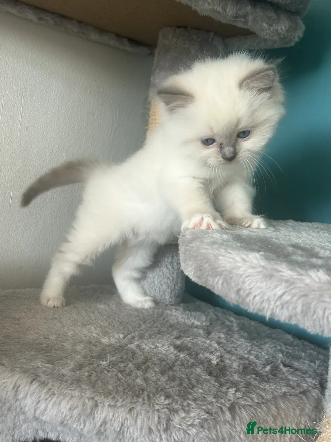Ragdoll cats for sale: Beautiful Ragdoll Kittens  - Advert 2