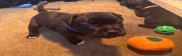 Staffordshire Bull Terrier dogs for sale: Beautiful Staffordshire bull terrier boy - Advert 8
