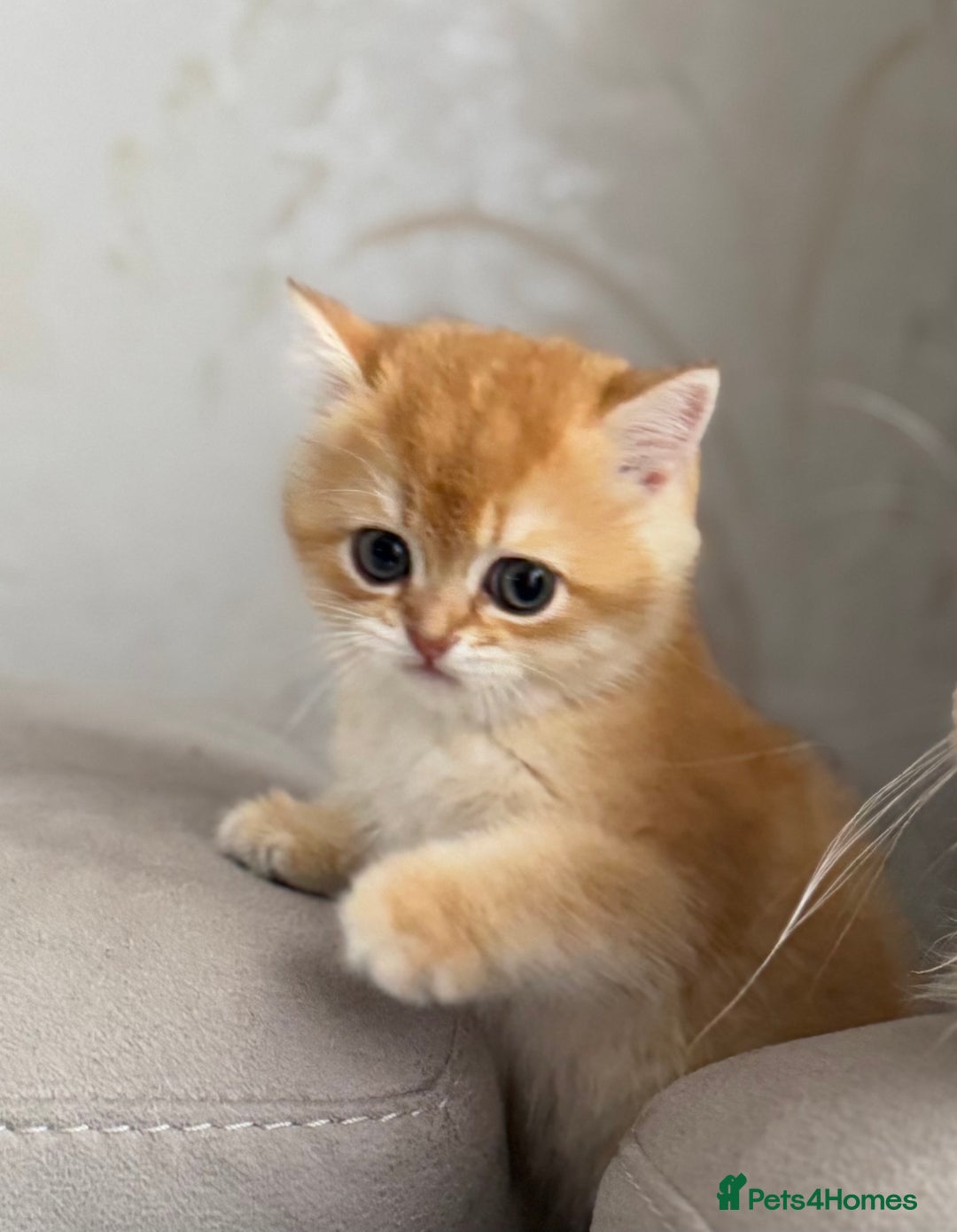 British Shorthair cats for sale: 🌟 Last two beautiful  Golden BSH girls 🌟 - Advert 4