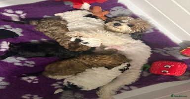 Cavapoo dogs - Advert 6