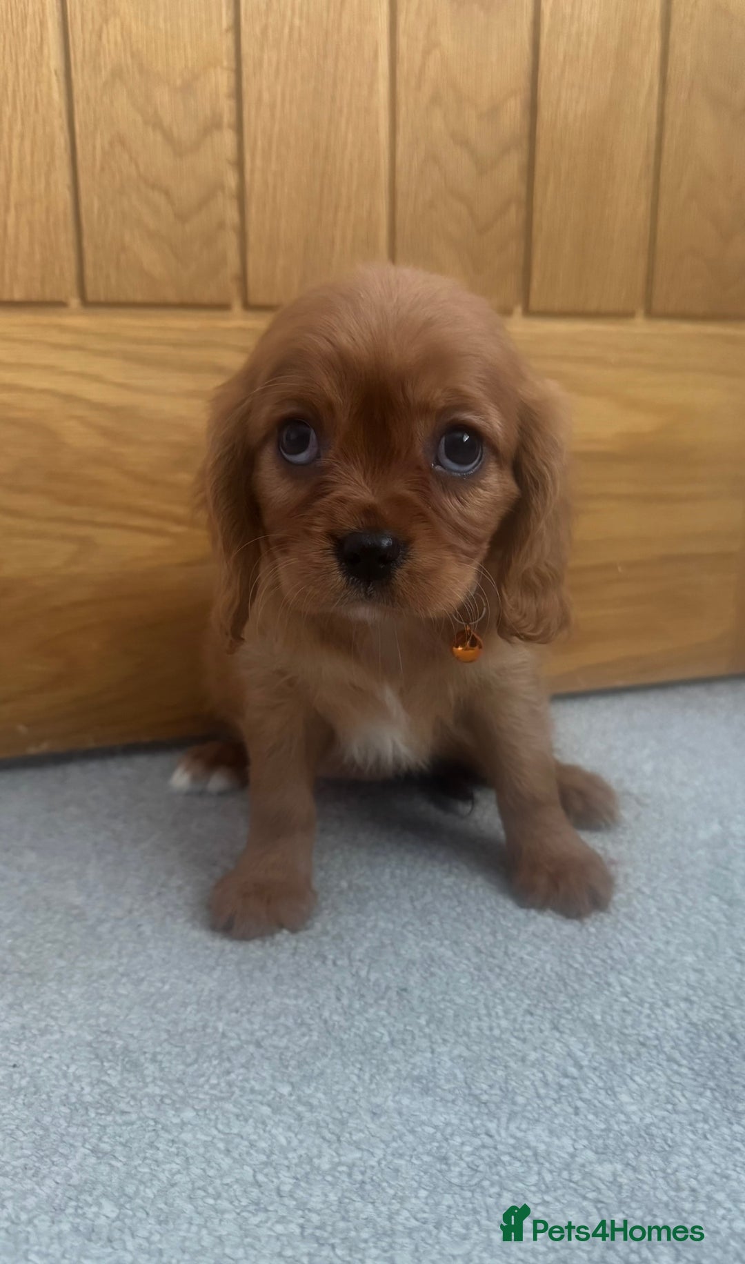 Cavalier King Charles Spaniel dogs for sale: Health tested cavalier King Charles  - Advert 2