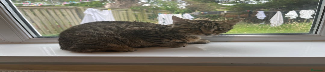 Ragcoon Kitten 1