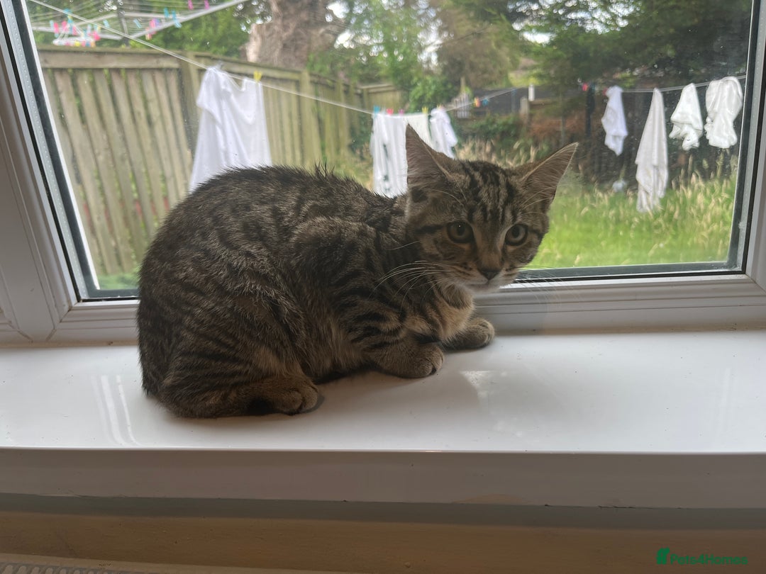 Ragcoon cats for sale: Raccoon for sale  - Image 2