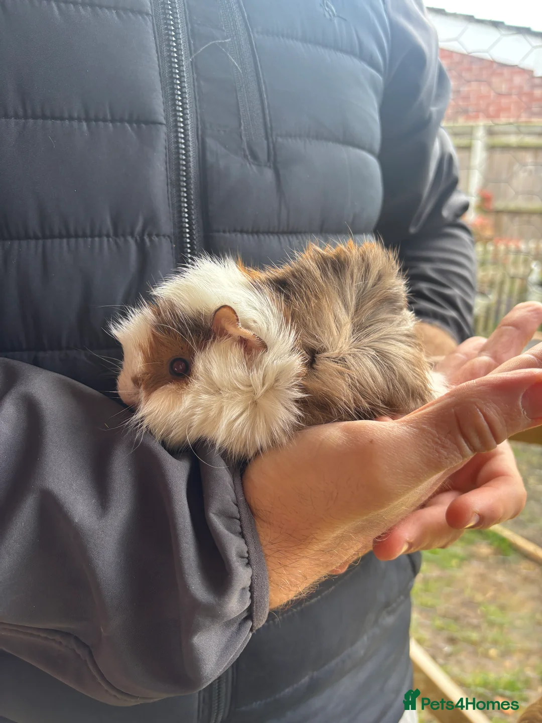 Guinea Pig rodents for sale: Male guinea pigs  - Advert 2