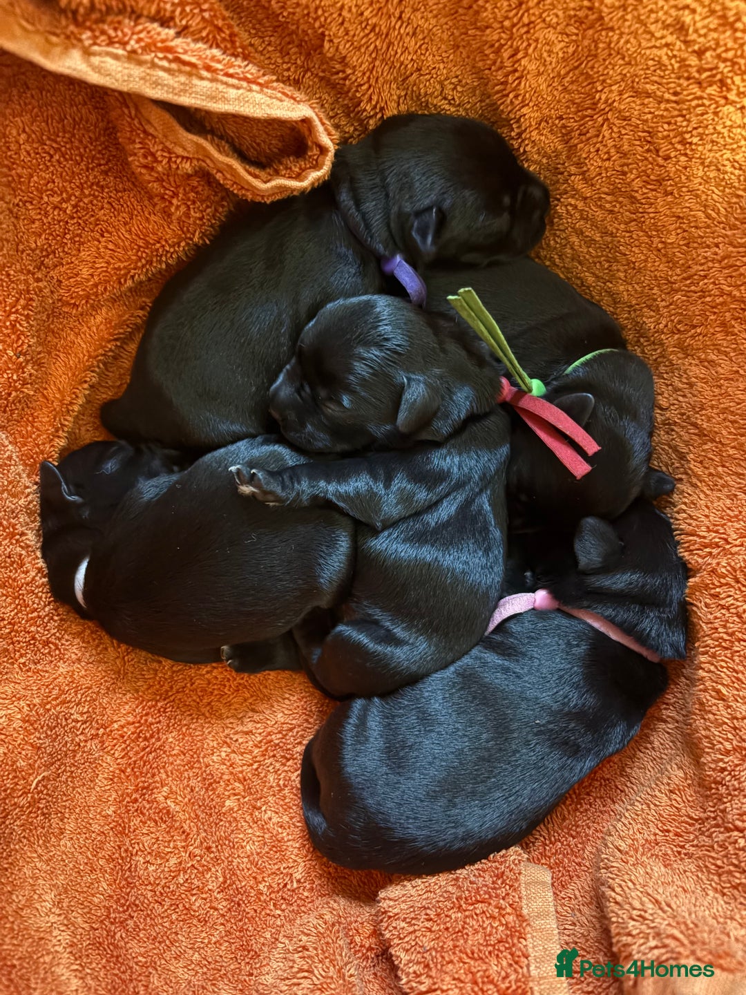 Miniature Schnauzer dogs for sale: KC Registered Miniature Schnauzer Puppies  - Advert 5