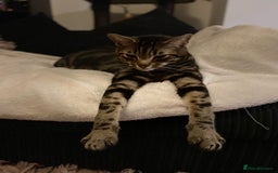Domestic Shorthair cats for sale: Inseparable Duo need loving home - Image 8