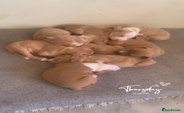 Mixed Breed dogs - Advert 13