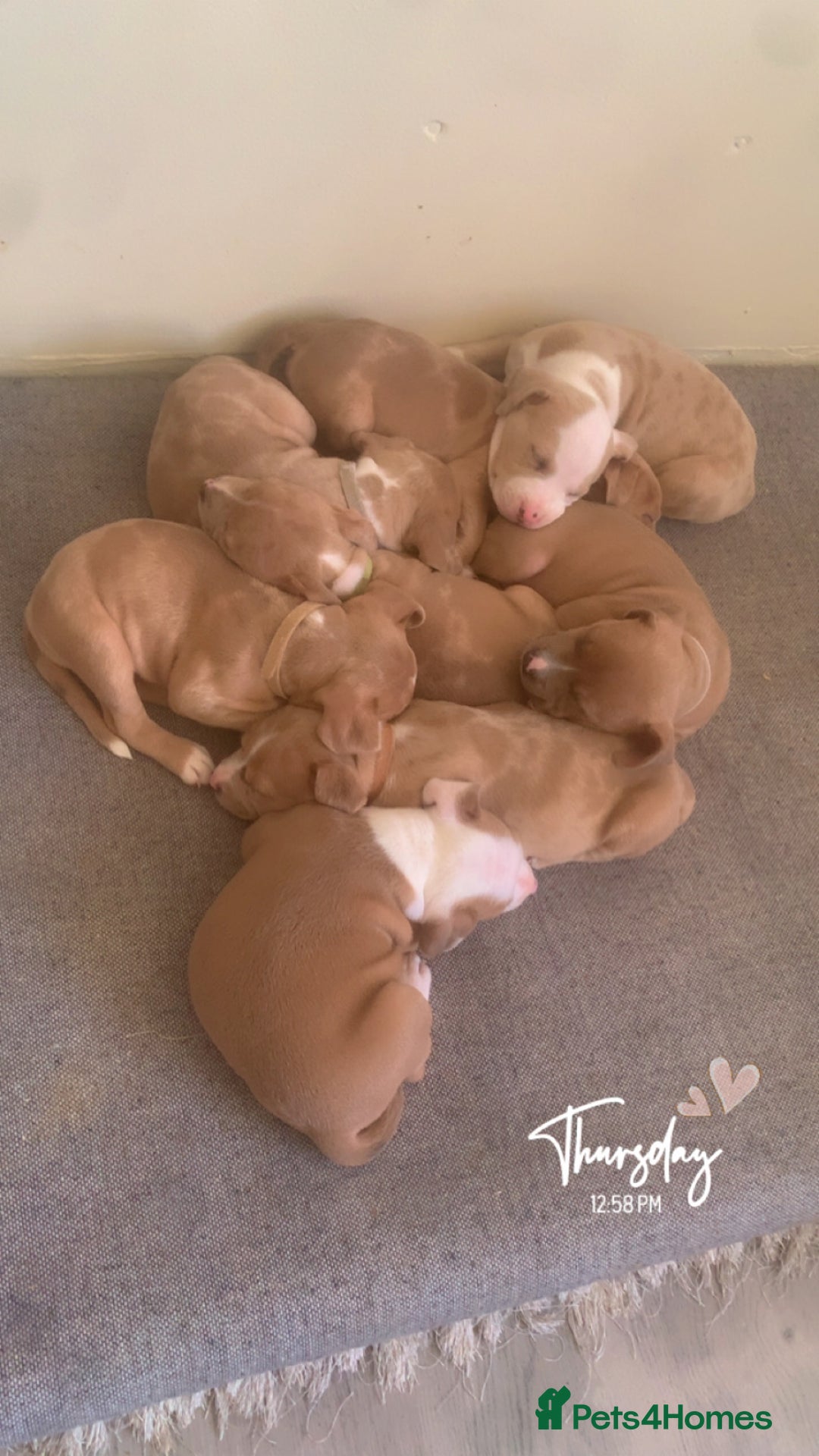 Mixed Breed dogs for sale: Ready to leave Staff x bulldog puppies  - Image 3