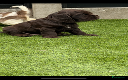 Cocker Spaniel dogs for sale: Quality English Show Cocker Spaniels (Serci Lines) - Image 8