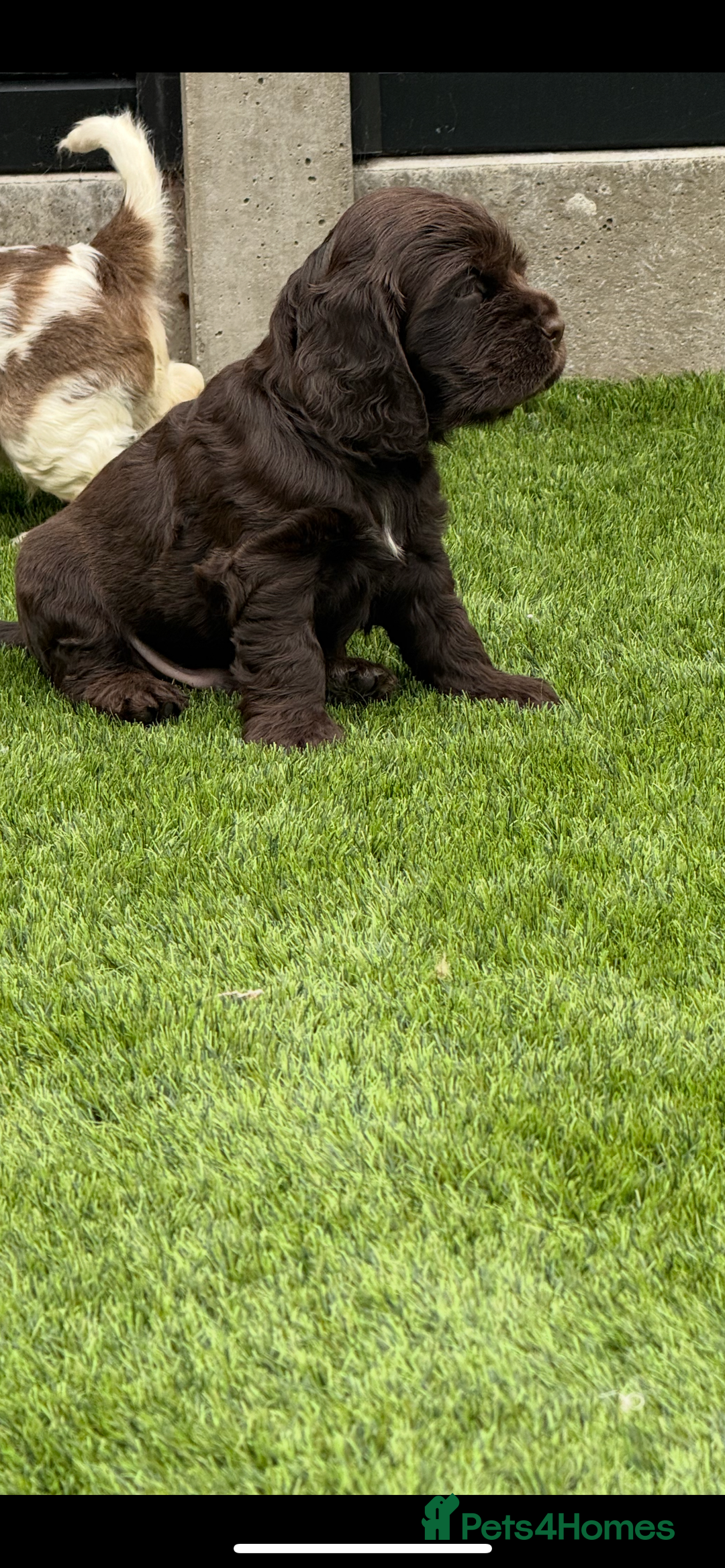 Cocker Spaniel dogs for sale: Quality English Show Cocker Spaniels (Serci Lines) - Image 8