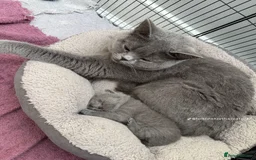 British Shorthair cats for sale: Beautiful Blue British Shorthair female cat QUEEN - Image 17