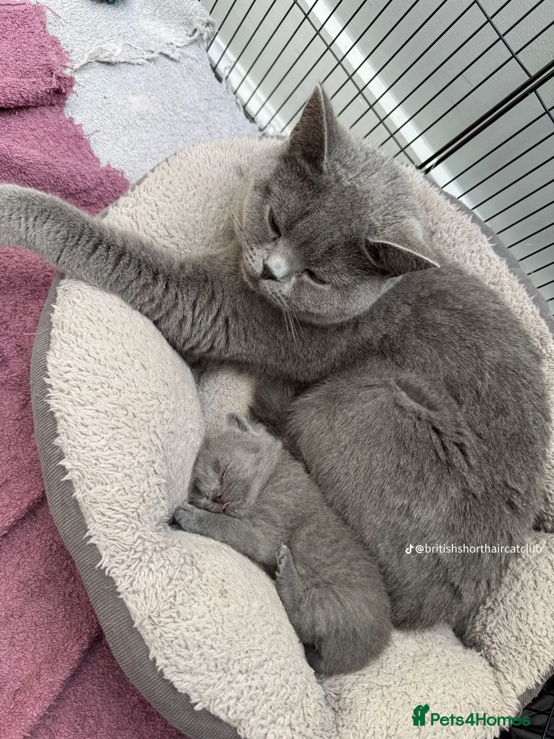British Shorthair cats for sale: Beautiful Blue British Shorthair female cat QUEEN - Image 17