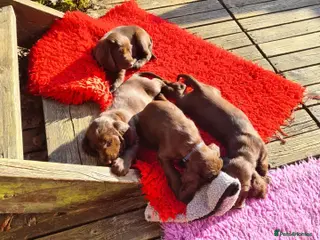 Field Spaniel dogs Field Spaniel Puppies for Sale – Home Ready - Advert 1