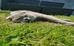 Scottish Fold cats for sale: 4 year old male Scottish fold  - Advert 4