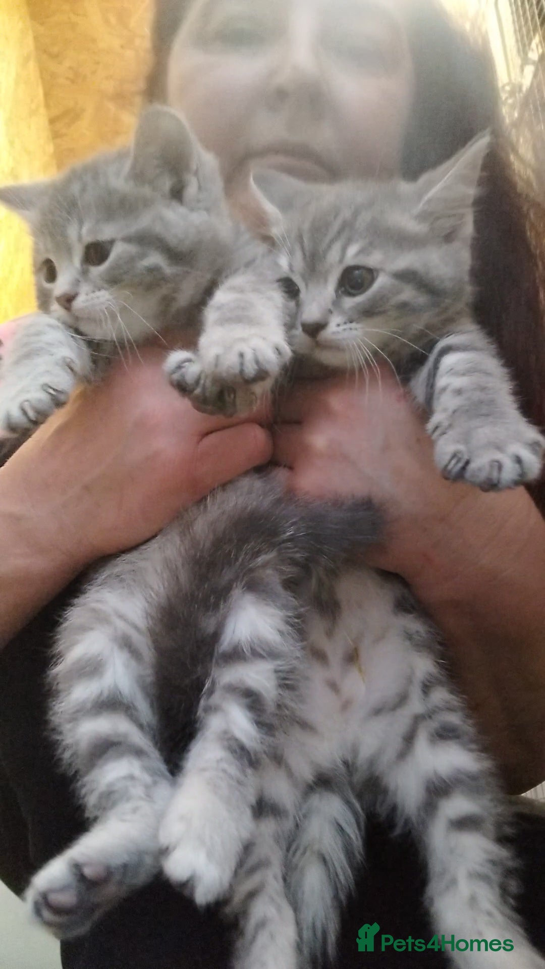 British Shorthair cats for sale: BSH cross kittens - Advert 22