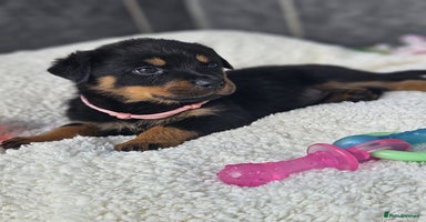 Rottweiler dogs - Advert 2