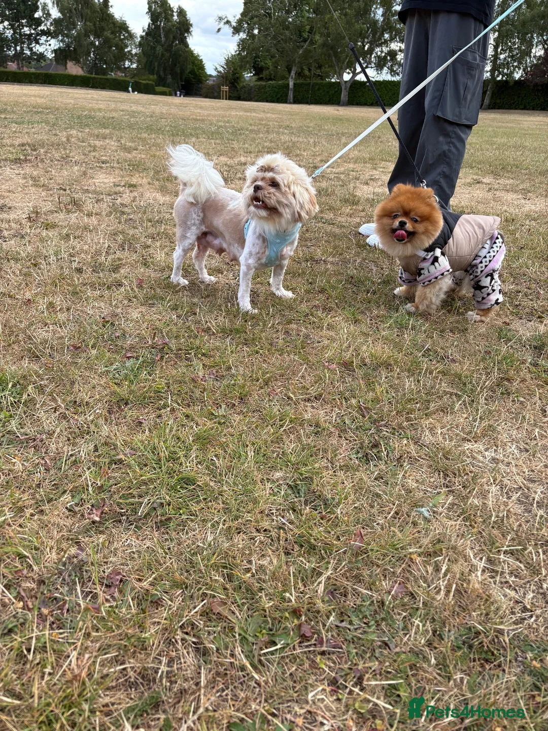 Shih Tzu dogs for sale: Shih Tzu in Norwich - Advert 2