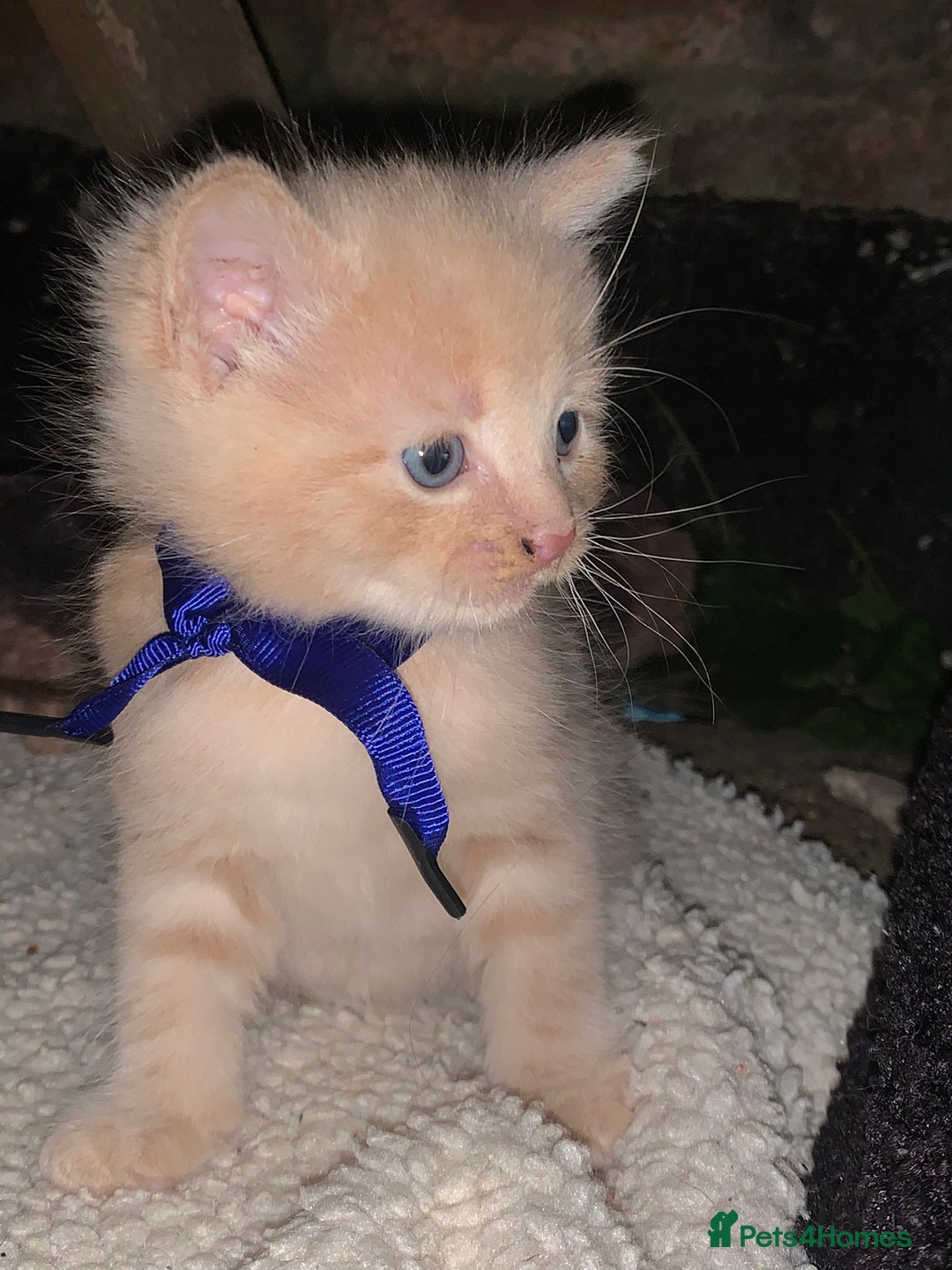 Mixed Breed cats for sale: Kittens for sale  - Image 39