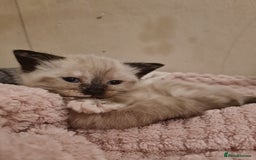 Mixed Breed cats for sale: 4 sweet kittens  - Image 13