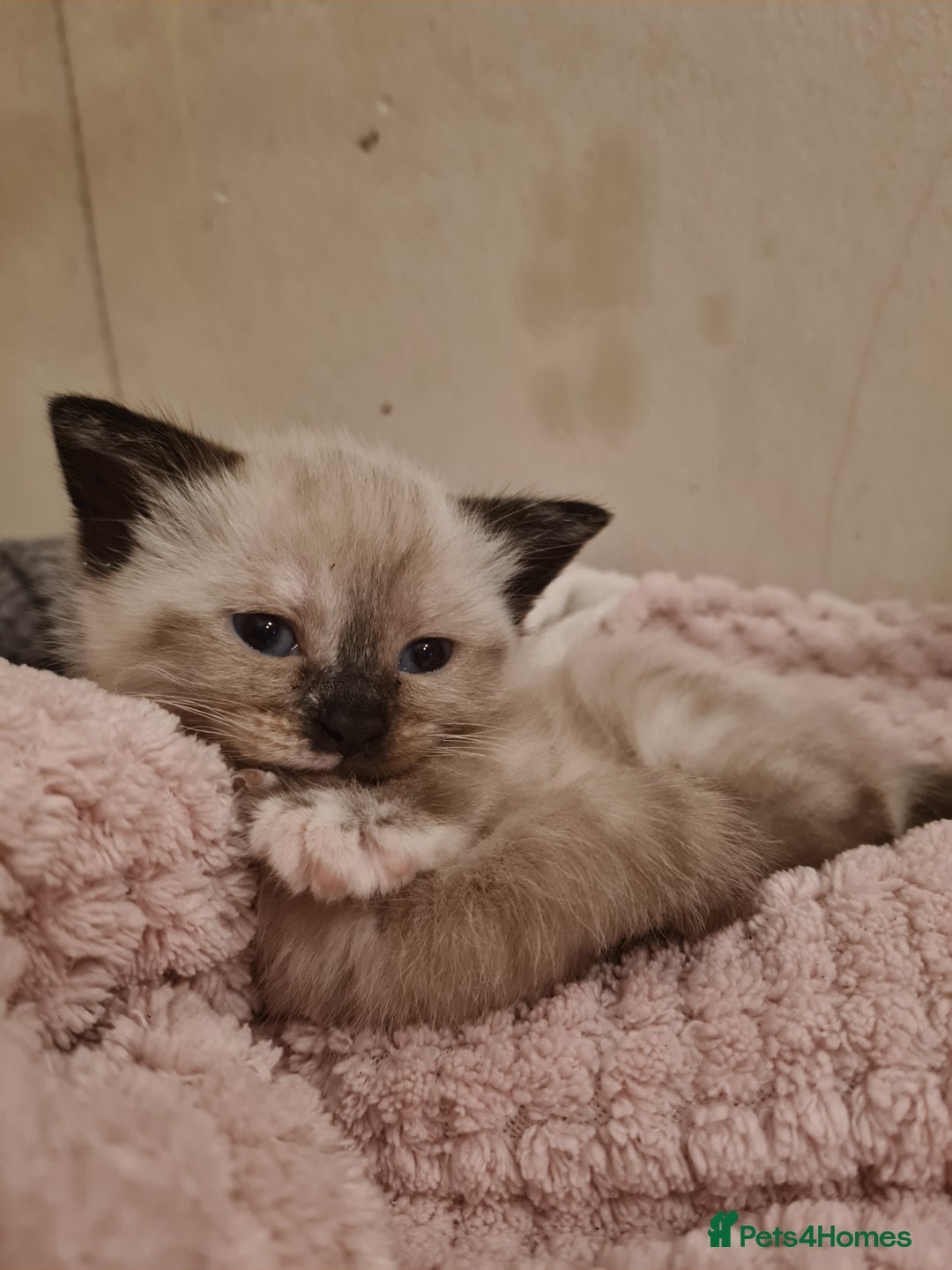 Mixed Breed cats for sale: 4 sweet kittens  - Image 13
