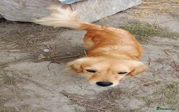 Mixed Breed dogs for adoption: MARA - a Beautiful Little Girl, for a Loving Home - Image 2