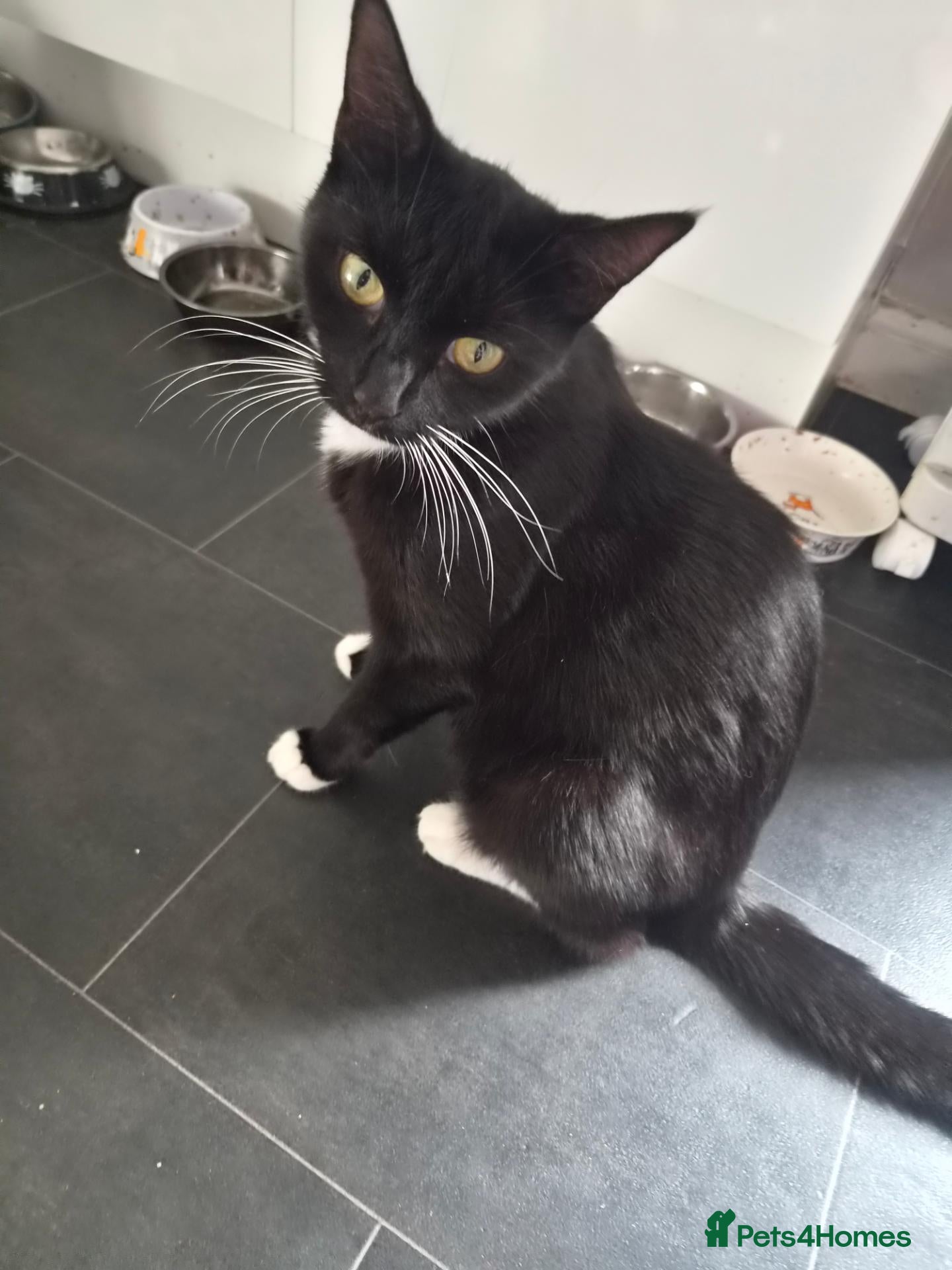 Mixed Breed cats Black cats ready for spooky season - Advert 9